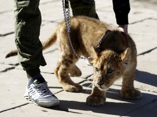 Жителю Казани официально разрешили держать дома львицу
