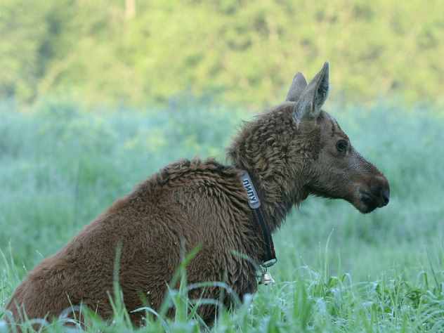 В Перми трагически погиб лосенок, который забрел в город. Инцидент случился в Орджоникидзевском районе города.