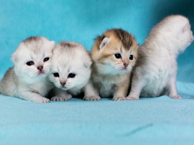 Финансист украл 500 тысяч долларов и купил котят