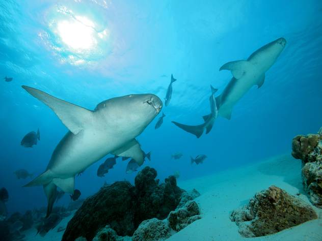 Акулы в Тихом океане возле Мальдивских островов.