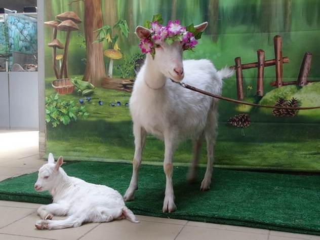 Коза Забияка с детенышем.