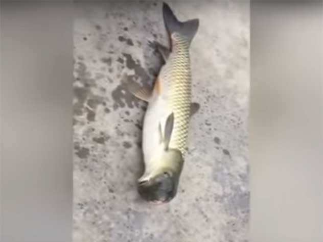 В Китае выловили рыбу-мутанта