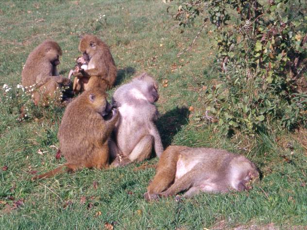 Во время засухи дикие животные в Индии часто выходят к людям.