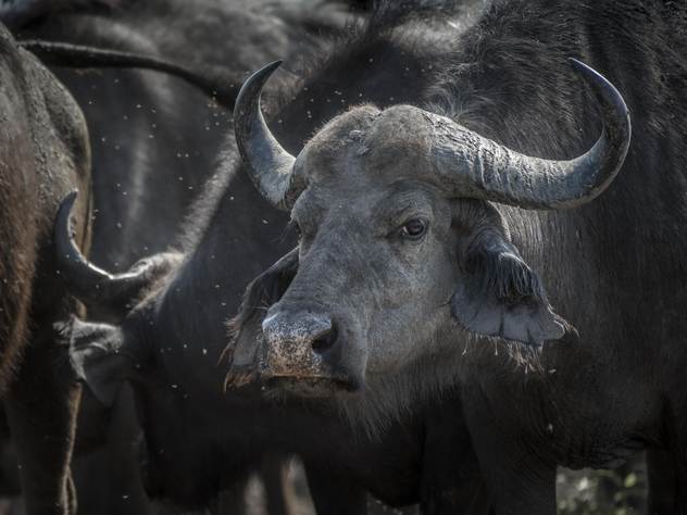 Африканский буйвол.