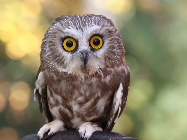 Известный в России маркетолог, преподаватель и бизнесмен Евгений Бойченко написал для EG.RU колонку об удивлении, жизни, смерти и футболе