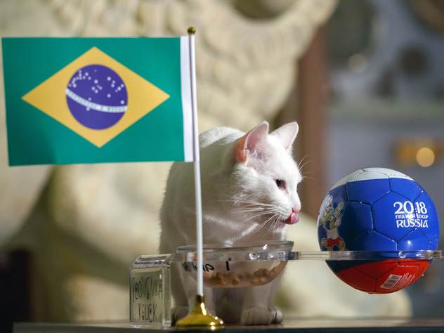 Кот Ахилл предсказал Бразилии победу над Коста-Рикой.