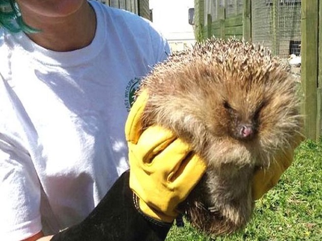 Ежа-толстяка посадили на диету