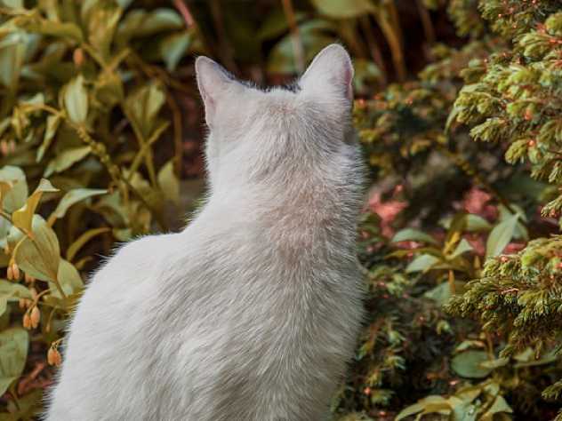 Интернет-пользователи активно обсуждают необычную оптическую иллюзию