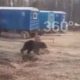 Опубликовано видео с испугавшим строителей на Сахалине медведем
