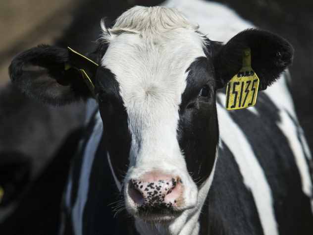 В Болгарии собираются усыпить беременную корову по кличке Пенка.