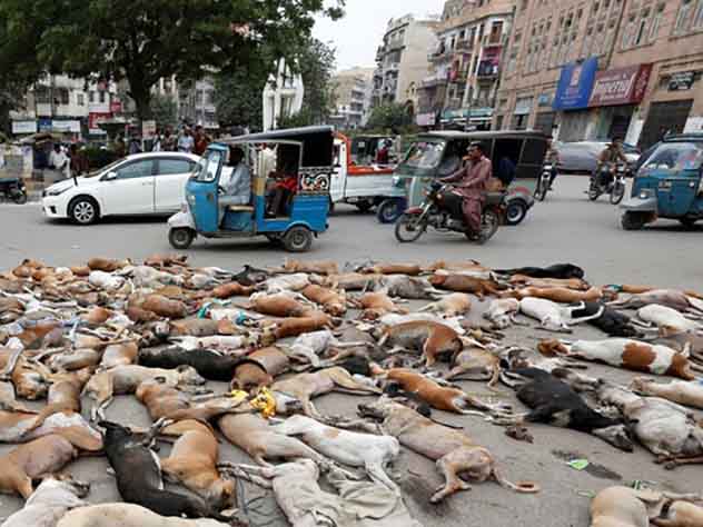 Из этого фото сделали фейк