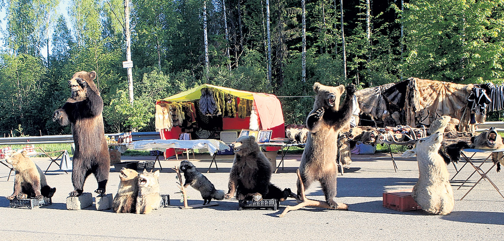 В то время как энтузиасты день и ночь спасают косолапых, на трассе в Тверской области вовсю торгуют шкурами и чучелами. Большого медведя отдают за 80 тысяч, поменьше - за 60. Хищники часто становятся добычей браконьеров