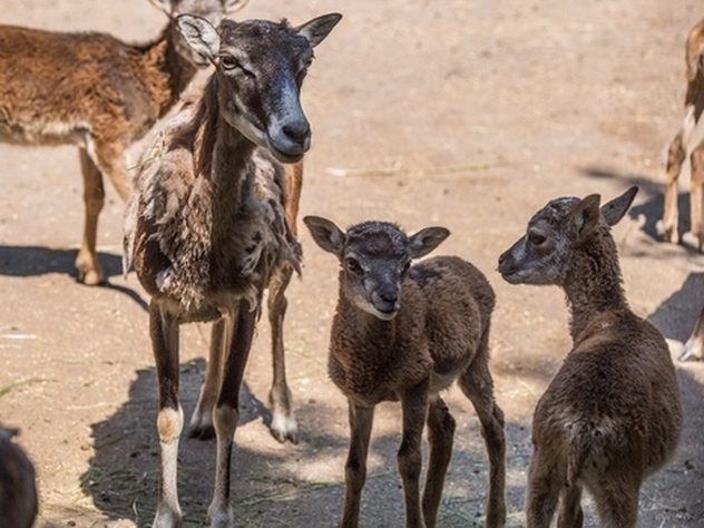 В зоопарке Ростова-на-Дону родились шесть муфлонов