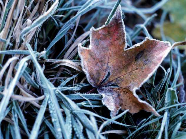 Синоптики пообещали жителям Москвы и Подмосковья заморозки в утренние и ночные часы. Столбик термометра может опуститься до двух градусов ниже ноля.
