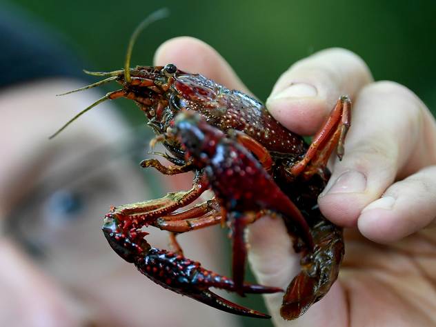 Ракообразное, которое сумело сбежать из кастрюли в китайском ресторане.