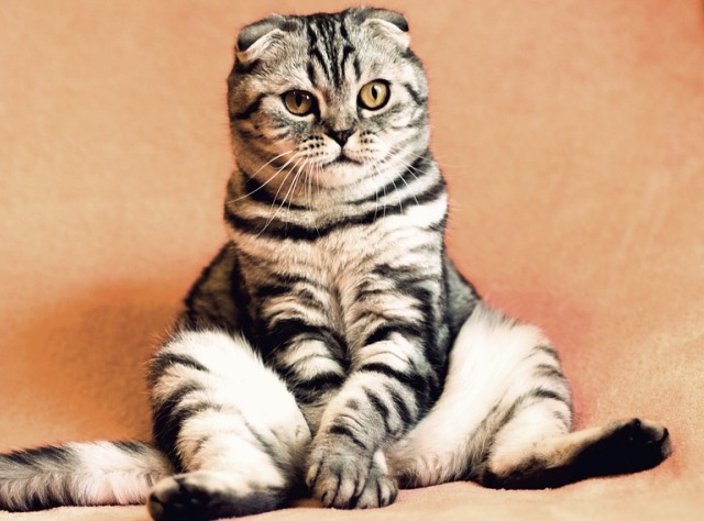 Охранник Эрмитажа от мышей начал работать астрологом в прошлом году во время Кубка конфедераций.