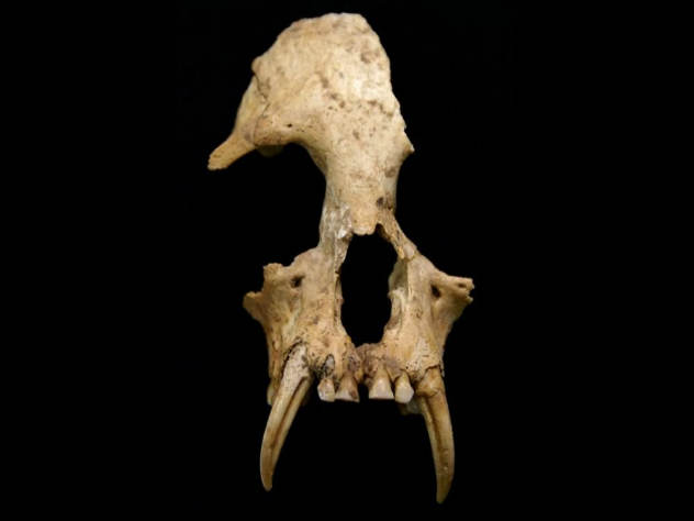 Погребальный склеп, в которой найден череп неизвестного вида обезьян, принадлежит бабушке китайского императора Цинь Шихуанди