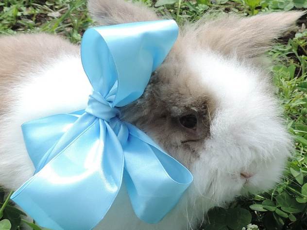Кролик Пушок, питомец эколого-биологического центра имени Соколова в Сочи.