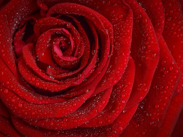 Жительницу Барнаула будут судить за удар росгвардейца розой