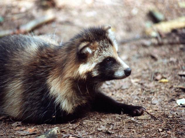Американский енот сумел взобраться на крышу 23 этажного здания.