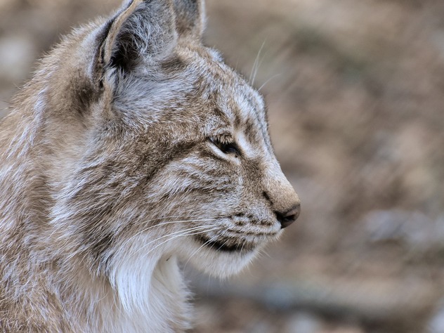 Из дома сибирячки сбежала краснокнижная рысь
