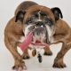 В американском городе Петалума (Калифорния) в 30-й раз прошел конкурс «Самая уродливая собака в мире». Победу одержал девятилетний бульдог по имени Жа-жа. Он отличается очень длинным языком, который не помещается во рту.
