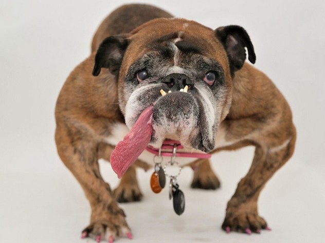 В американском городе Петалума (Калифорния) в 30-й раз прошел конкурс «Самая уродливая собака в мире». Победу одержал девятилетний бульдог по имени Жа-жа. Он отличается очень длинным языком, который не помещается во рту.