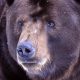 ФСБ считает медведей стратегическим ресурсом России