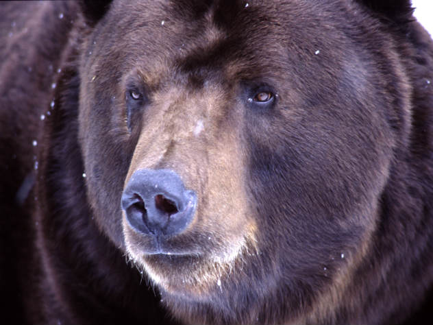 ФСБ считает медведей стратегическим ресурсом России