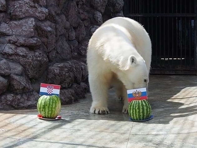 Белая медведица из красноярского зоопарка предсказала победу сборной России