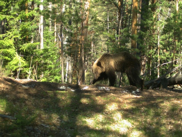 Сибирские медведи атаковали посетителей заповедника