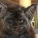 Двухмесячного котенка с человеческим лицом зовут Валькирия, ее активно обсуждают в Сети