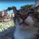 Попавший на снимки Google Maps римский кот стал звездой Сети