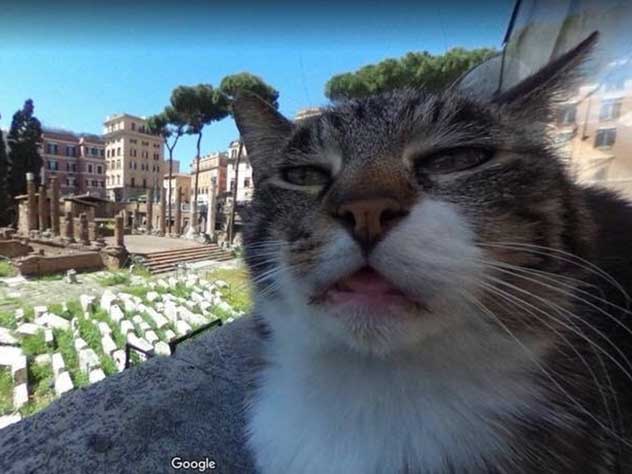 Попавший на снимки Google Maps римский кот стал звездой Сети