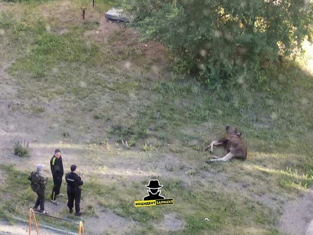 Вышедший к людям лось умер в центре Бийска