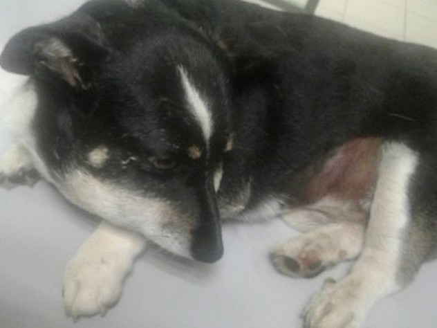 В Перми умер избитый живодерами пес