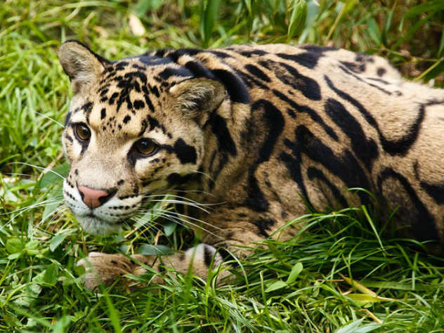 Во Владивостоке леопарда воспитывает собака - зоопарк леопард