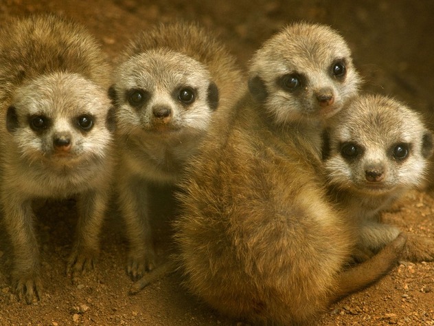 В ростовском зоопарке родились четыре суриката