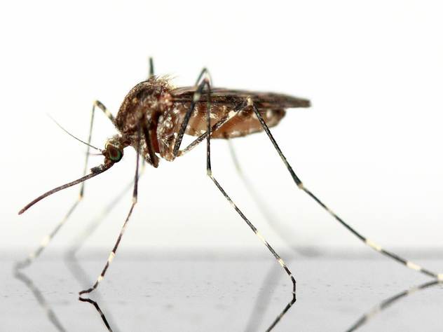 Не все средства от комаров одинаково эффективны.