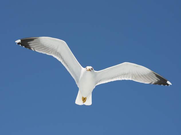 Ветеринары пытаются узнать, где галки берут алкоголь.