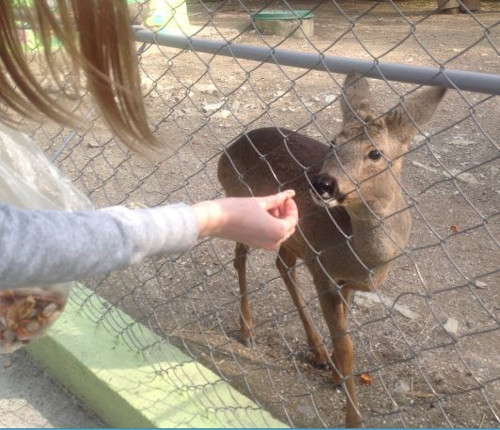 В Геленджике есть несколько зоопарков