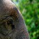 В Кении умерла "Королева слонов"
