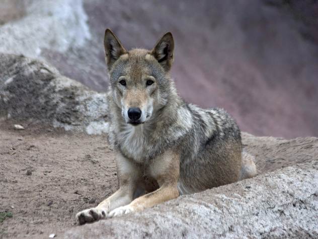 Индийский волк едва не стал жертвой цивилизации.