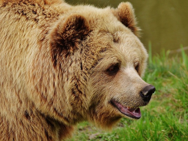 Под Красноярском медведь разорвал собаку возле дачных участков