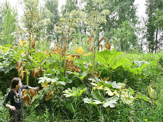 Для уничтожения ядовитого растения в Подмосковье будет выделено 300 миллионов рублей