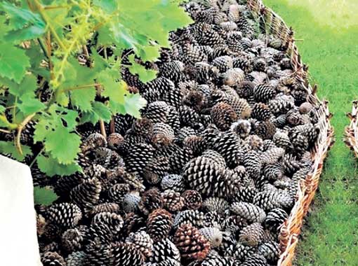 15 оригинальных, полезных и недорогих идей для дачи