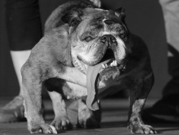 Пес м его хозяйка считают, что с лица воду не пить.