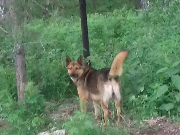 Спасшая хозяйку от красноярского медведя собака выжила