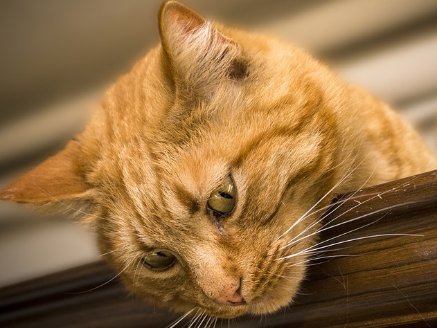 В петербургском котокафе «Республика кошек» проводят конкурс стихов о кошках и футболе.