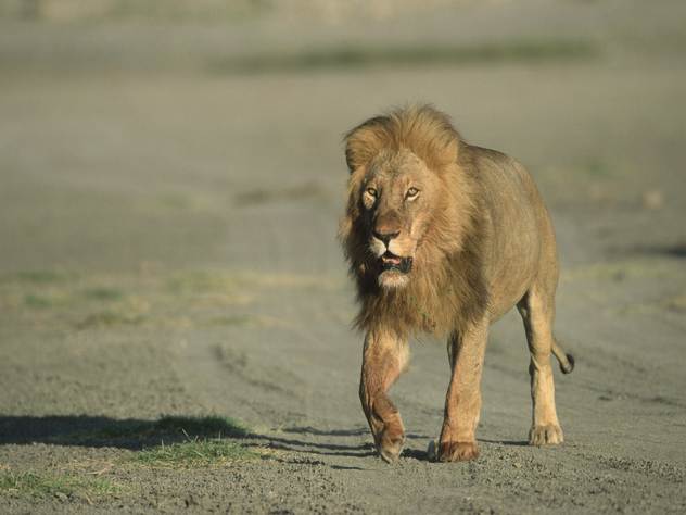 Львы, по мнению руководства заповедника, и есть охранники территории.